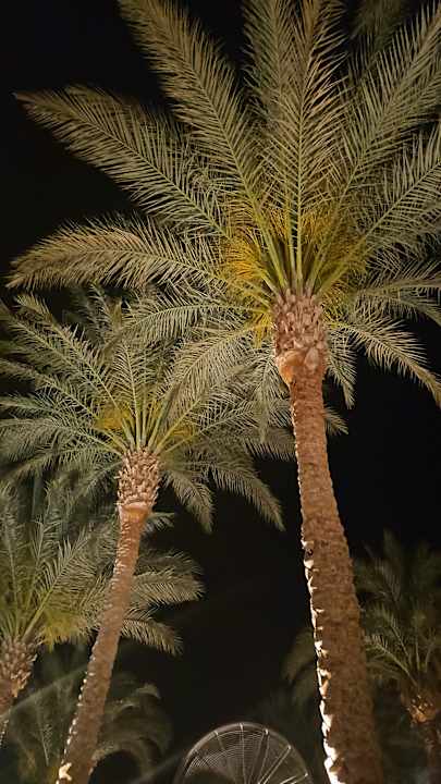 Gartenanlage Novotel Marsa Alam Beach Resort