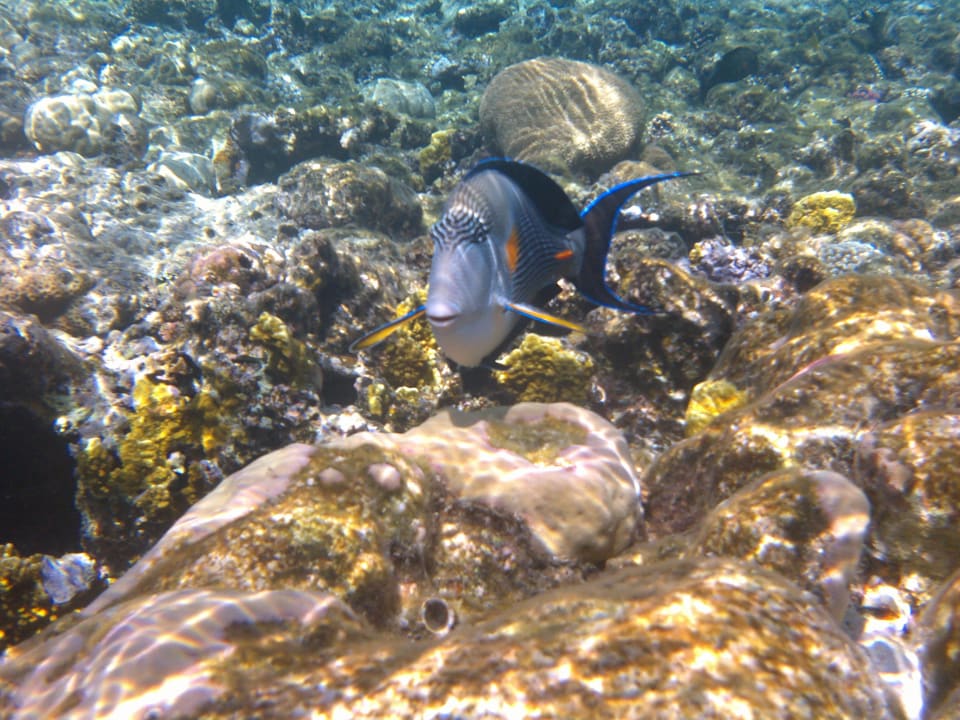 Strand Makadi Spa - Adults only