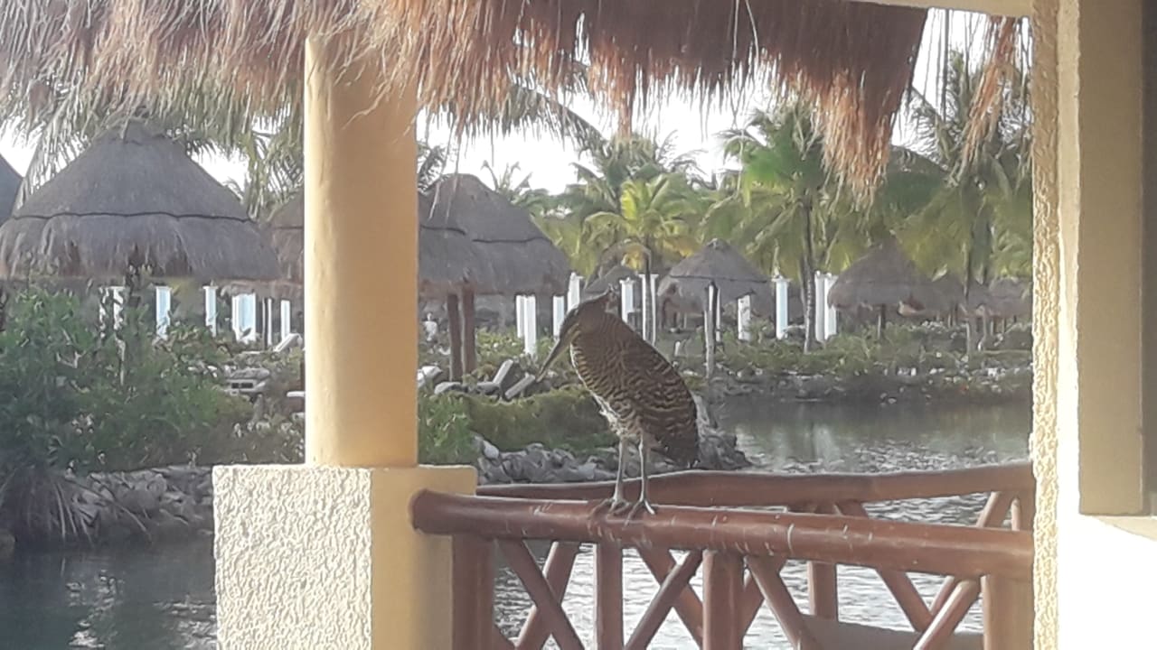 Sonstiges Grand Palladium Select White Sand Resort & Spa