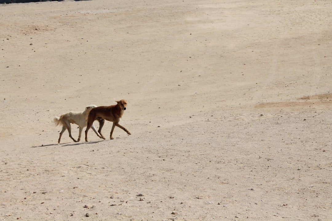 Strand mit hunden Three Corners Happy Life Beach Resort