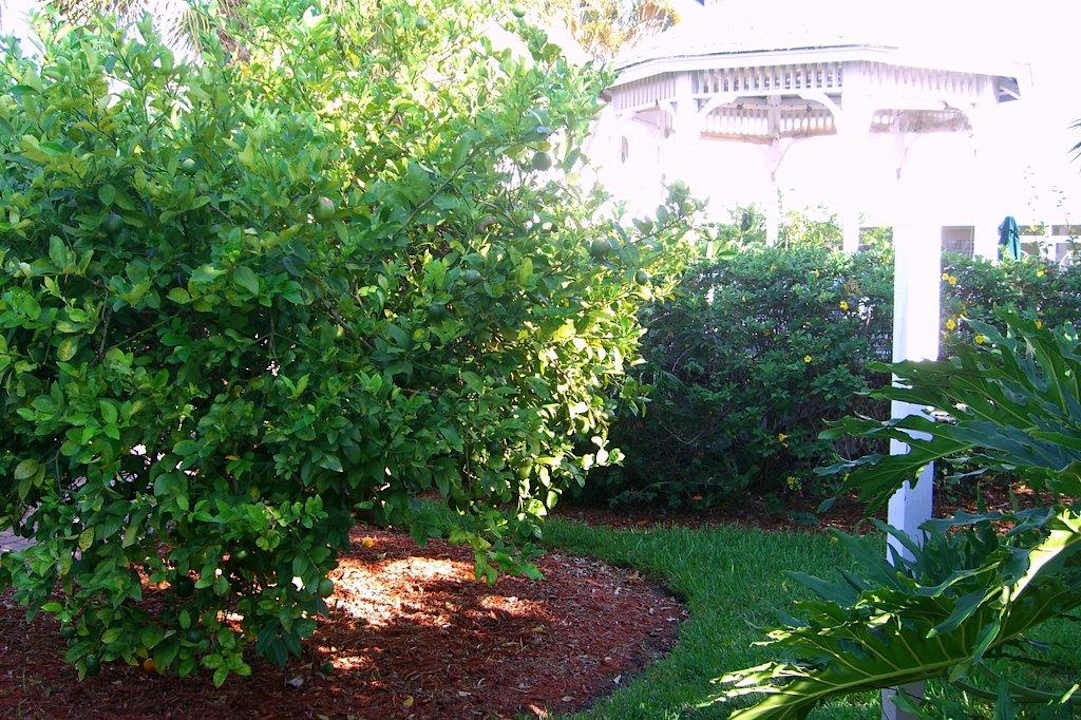 Lemon Tree im Garten Hotel Lemon Tree Inn