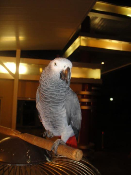 Der liebste Bewohner Hotel Orfeus Park