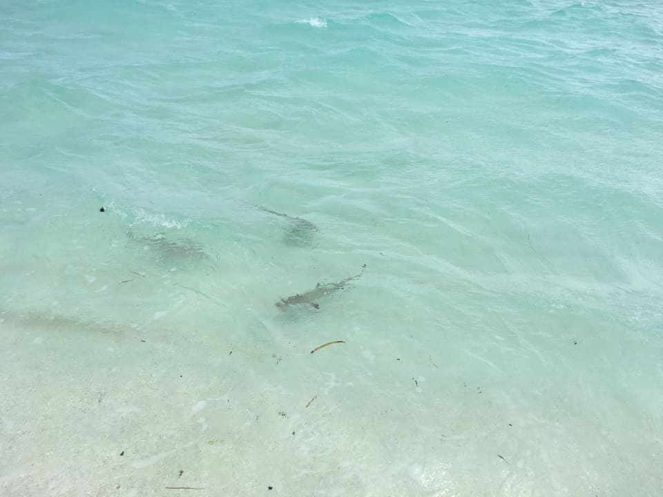 Strand Adaaran Select Meedhupparu Island Resort - Premium All Inclusive