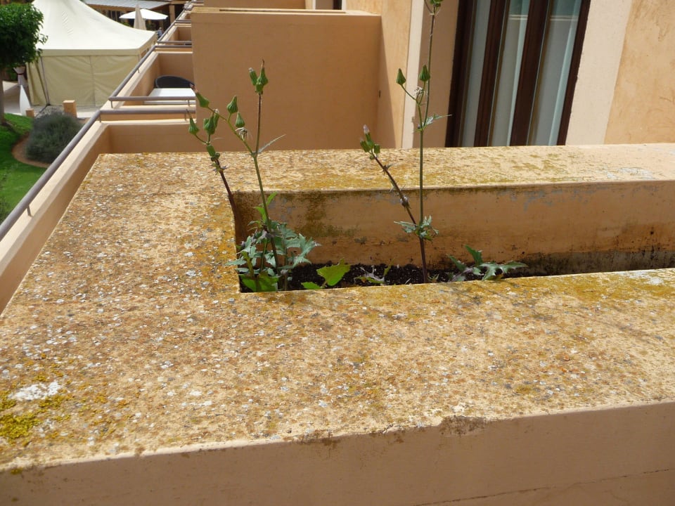 Unkraut  Hacienda Son Antem Golf Resort, Autograph Collection