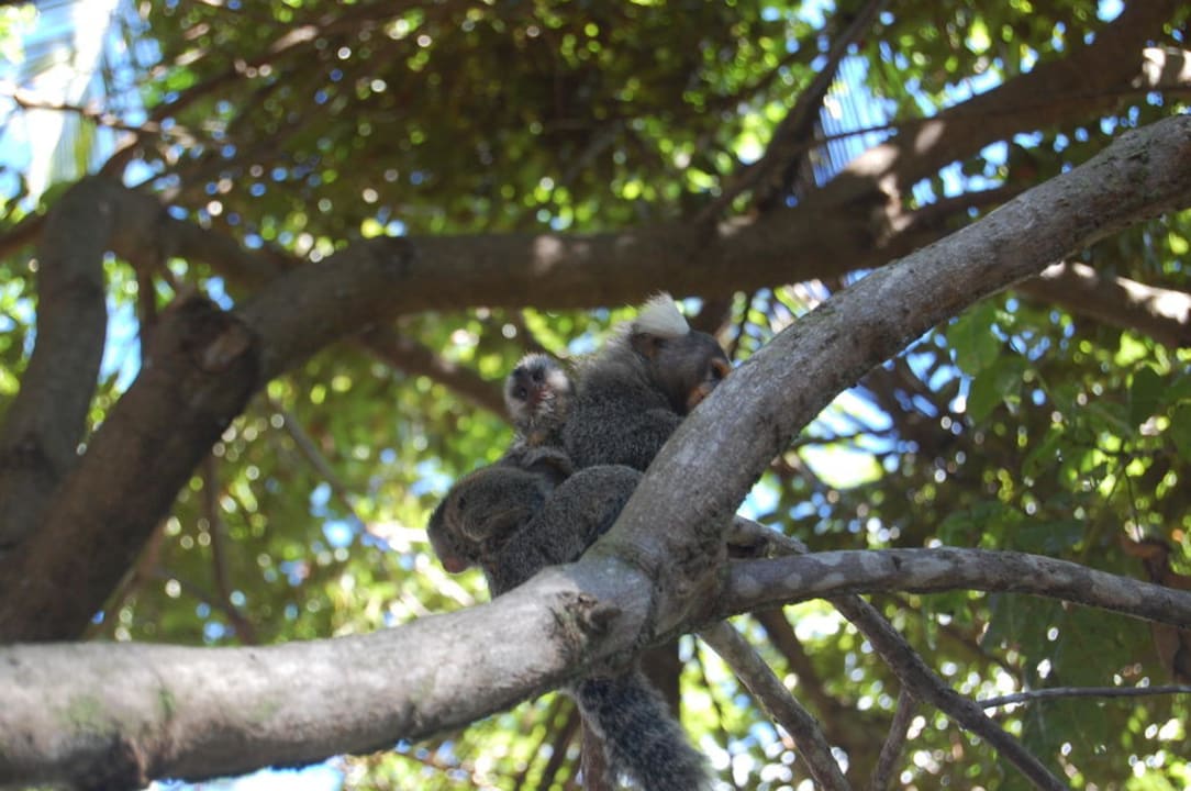 Affenmutter mit Baby Pousada Vilangelim