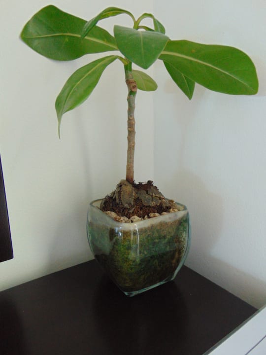 Zimmer Shinagawa Beach