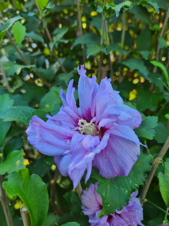 Gartenanlage As Queen Beach