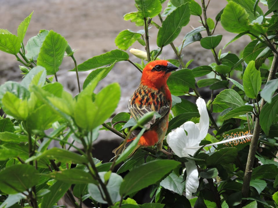 Selten einen so orangen Vogel gesehen. Mauricia Beachcomber Resort & Spa