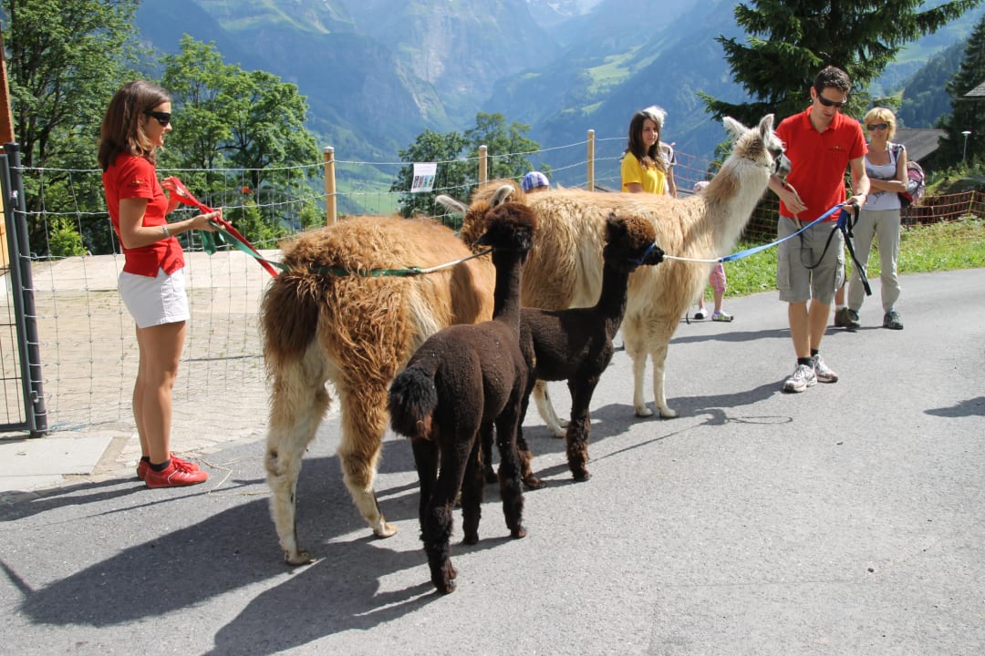 Das Gastgeberpaar begeistert mit Lamas und Alpakas Märchenhotel Braunwald
