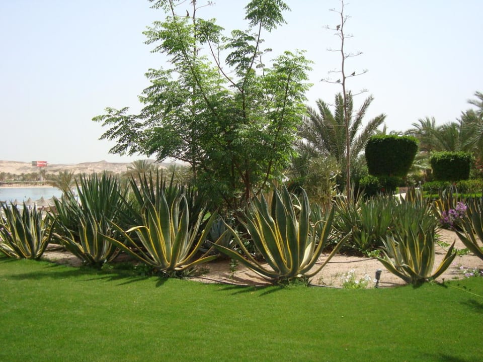 Garten von Hotelanlage Steigenberger Coraya Beach - Adults only