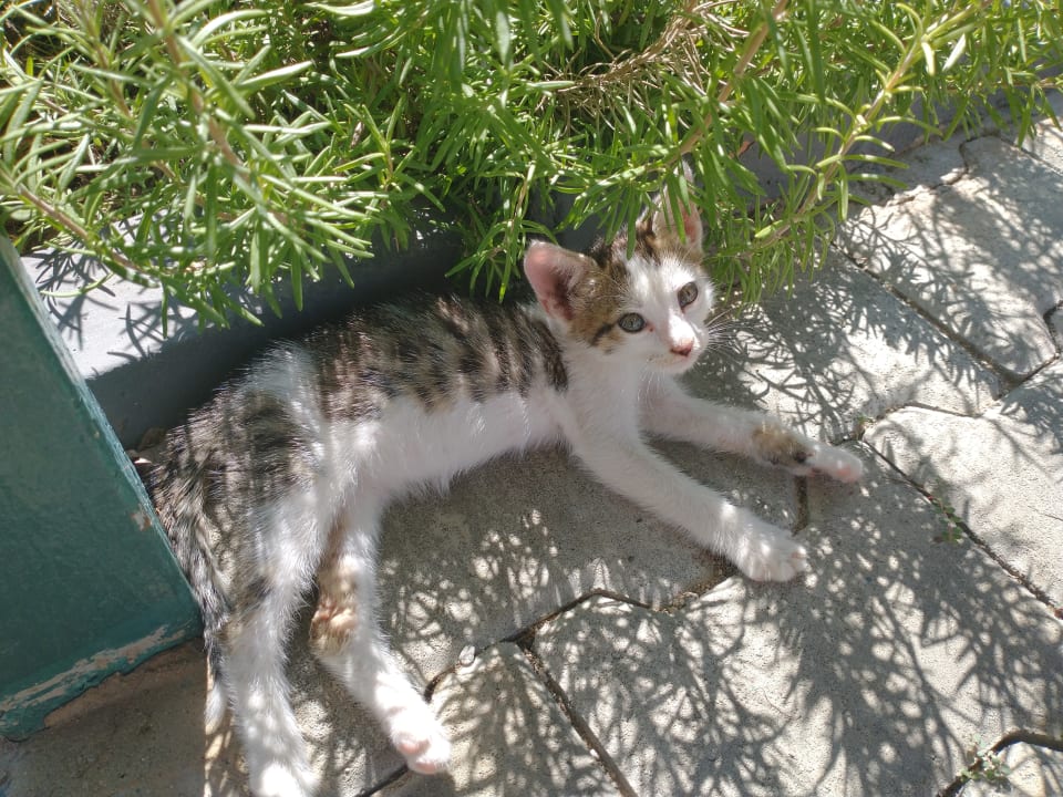 Sonstiges Grand Seker Hotel