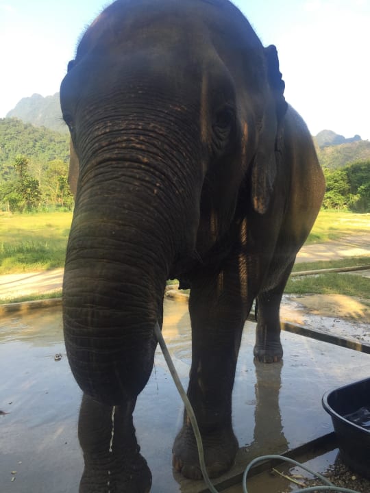 Ganz nah... Elephant Hills