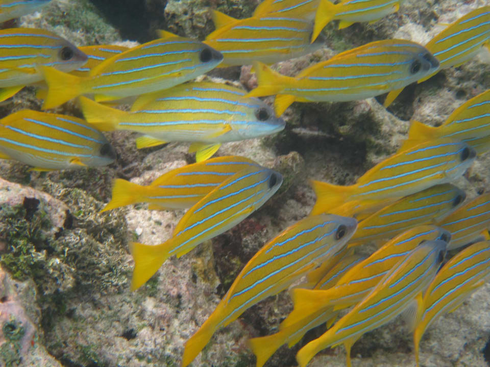 UW am Strand Meeru Maldives Resort Island