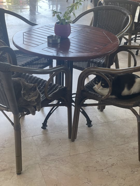 Gastro VONRESORT Golden Beach