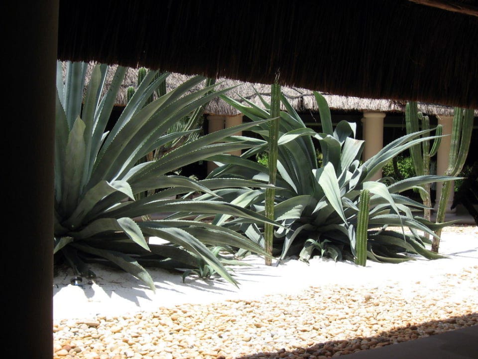 Kaktus und Aloe Vera in XXL Catalonia Playa Maroma