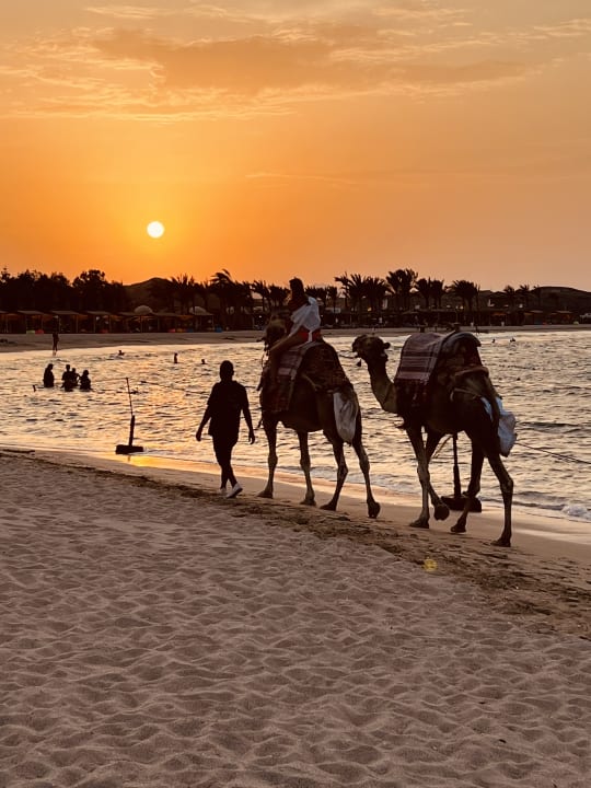 Strand Malikia Resort Abu Dabbab