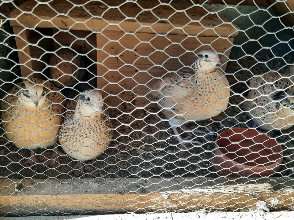 Gartenanlage Irgenbauernhof