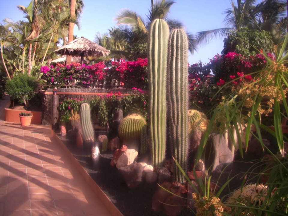Sehr schöne  Gartenanlage IFA Altamarena by Lopesan Hotels