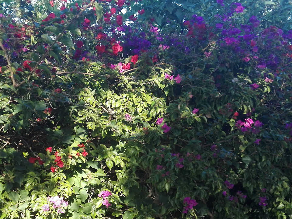 Gartenanlage Jardin Mariposa Retreat- und Seminarzentrum