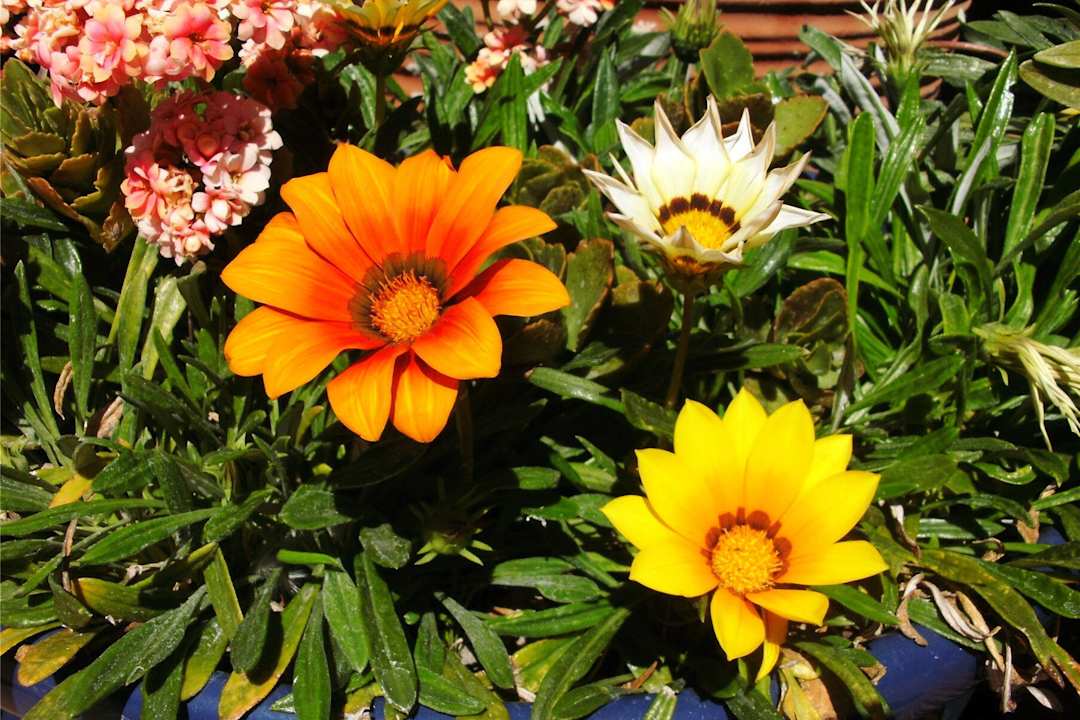 Blüten Kalahari Bush Breaks Lodge