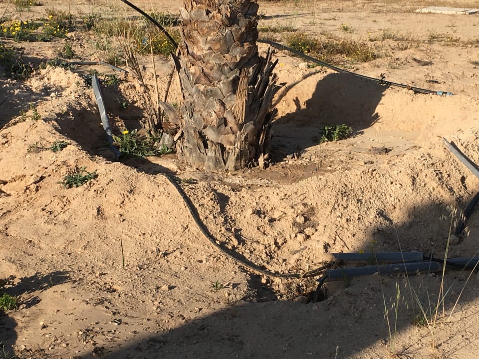 Kabel an Palmen zwischen Fußwegen Hotel El Mouradi Djerba Menzel