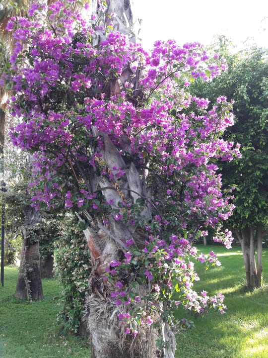 Gartenanlage Hotel Gardenia Beach