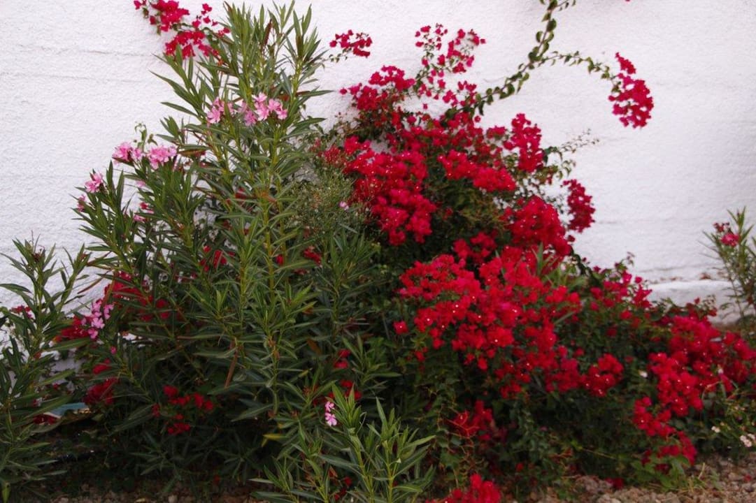 Überall Blumen Lagas Aegean Village
