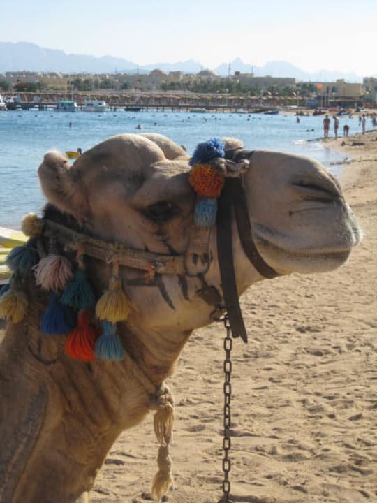 Camel riding on the beach SUNRISE Royal Makadi Resort