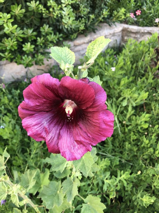 Gartenanlage Hotel Kalithea Horizon Royal