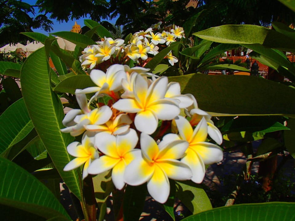 В отеле много зелени Grand Waterworld Makadi