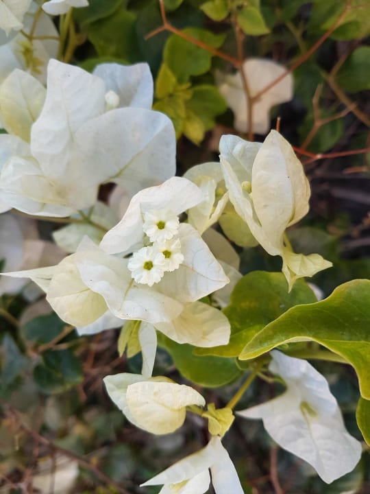 Gartenanlage Fantazia Resort Marsa Alam