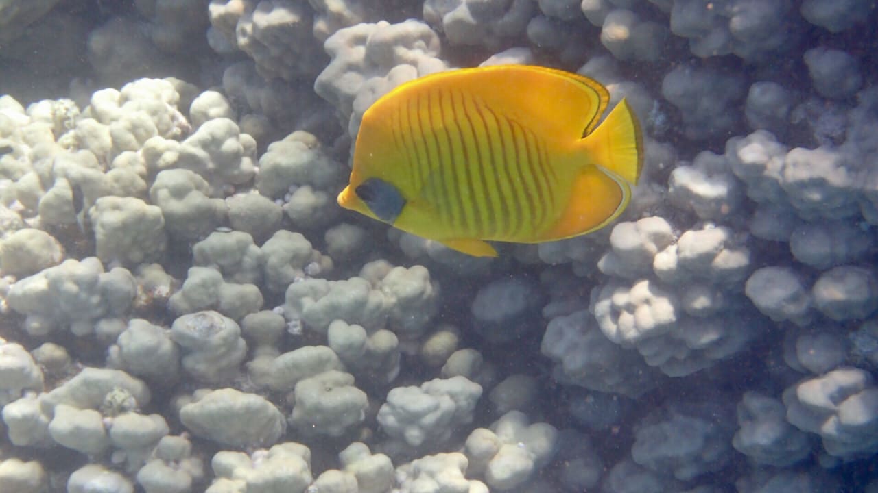 Strand Makadi Spa - Adults only