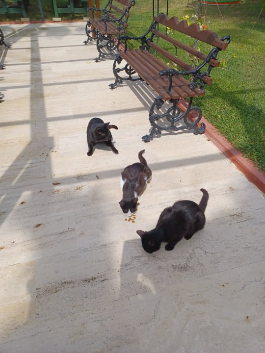 Gartenanlage Saphir Resort & Spa