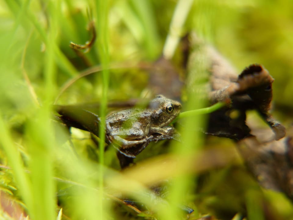 Fauna & Flora auf der Bienanalm LUXGUT - OLIVIA