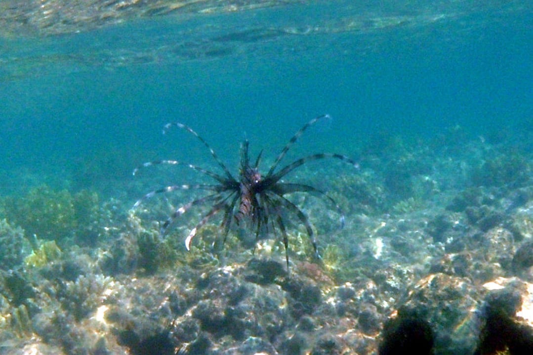 Feuerfisch Stella Beach Resort & Spa Makadi Bay