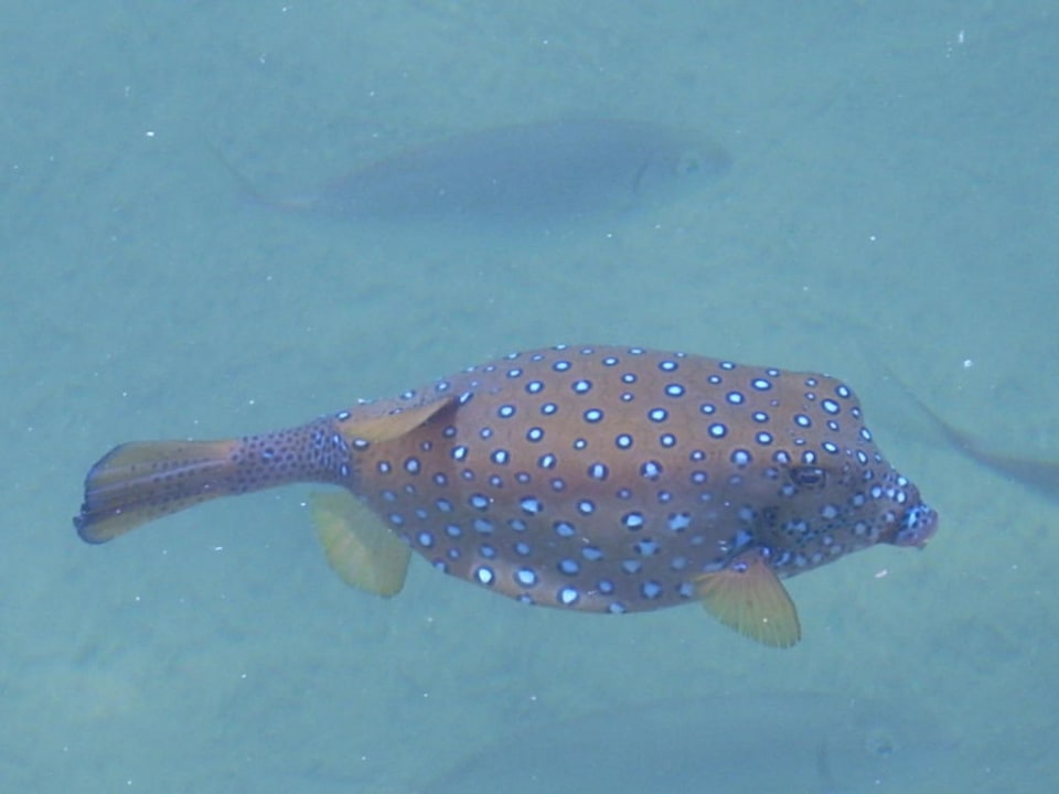 Kugelfisch in der Lagune Pickalbatros Dana Beach Resort - Hurghada