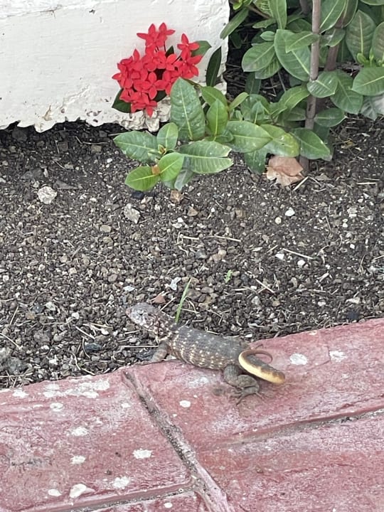 Gartenanlage Iberostar Coral Holguín