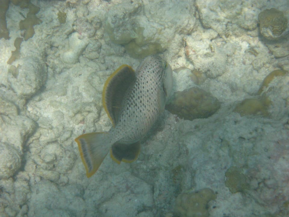 Unterwasserwelt am Hausriff NH Collection Maldives Reethi Resort