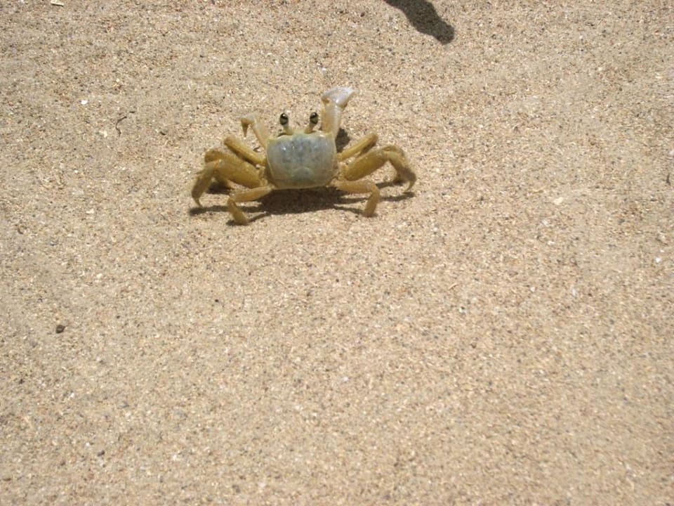 Unser täglicher Besucher Grand Muthu Club Caribbean Runaway Bay