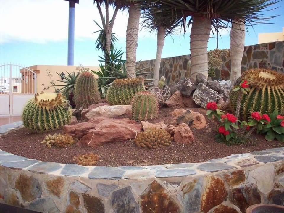 Kakteenpflanzungen vor dem Hotel Club Hotel Drago Park