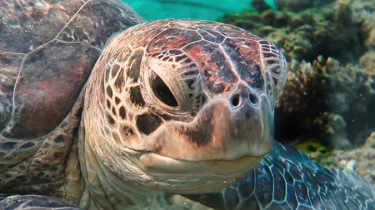 Sport & Freizeit Shams Alam Beach Resort