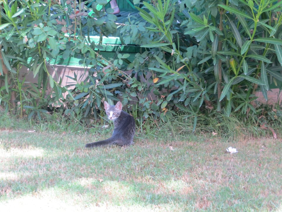 Коты в Гранаде Granada Luxury Okurcalar