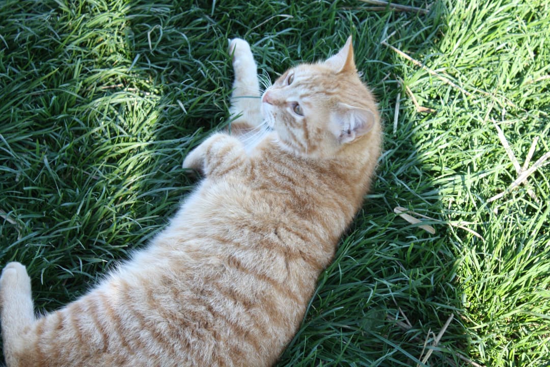 Peter unser Schmusekater Ferienwohnungen Doblerhof
