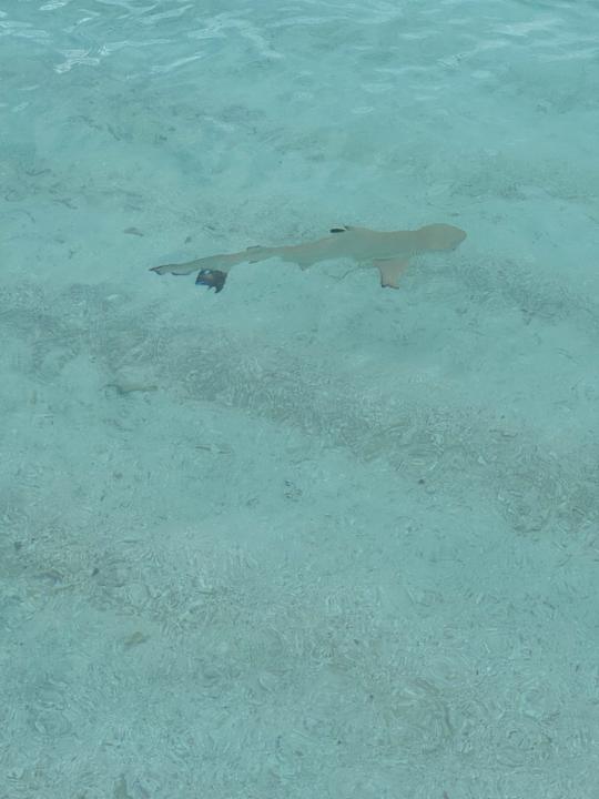 Sonstiges Adaaran Select Meedhupparu Island Resort - Premium All Inclusive