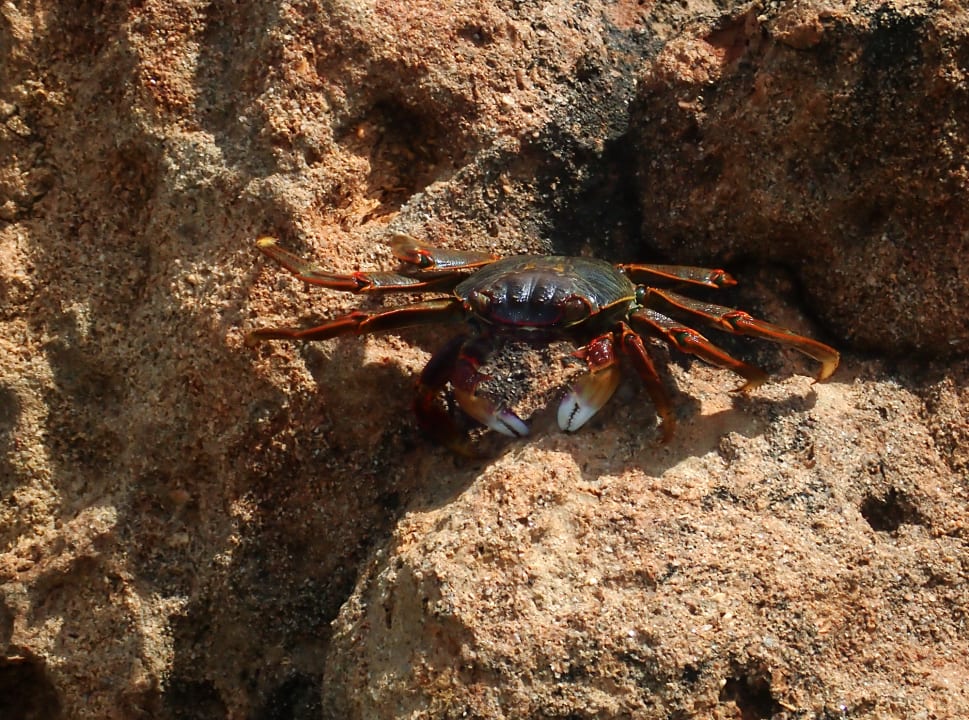 Strand Pickalbatros Citadel Resort