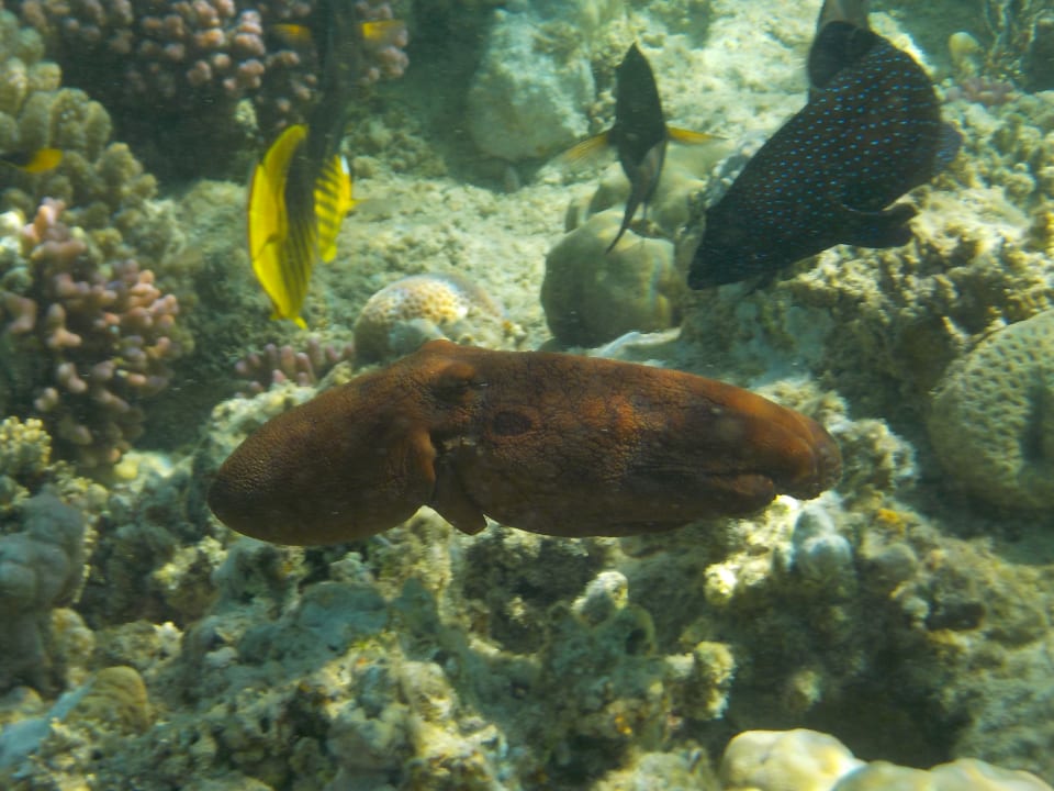 Sport & Freizeit Utopia Beach Club