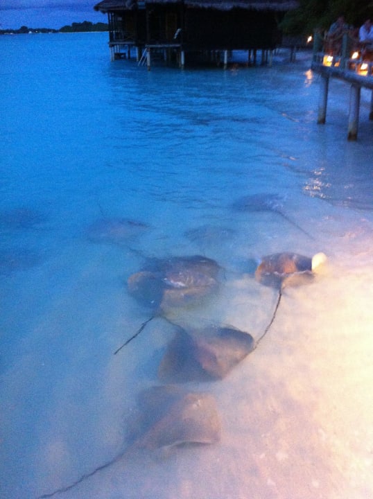 Rochenfütterung kurz vor Sonnenuntergang Kuramathi Maldives
