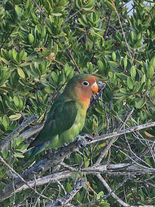 Gartenanlage Adaaran Select Meedhupparu Island Resort - Premium All Inclusive