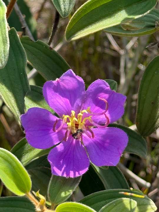 Gartenanlage Cardamom Tented Camp