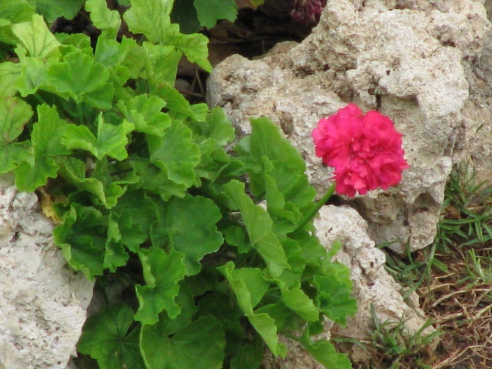 Ein kleiner Ausschnitt des Gartens Hotel Kalithea Horizon Royal